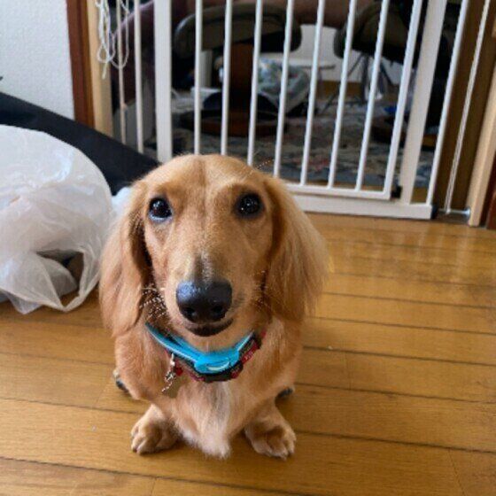 見つめるミニチュア・ダックスフンド