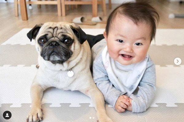 仲良しなパグと赤ちゃん