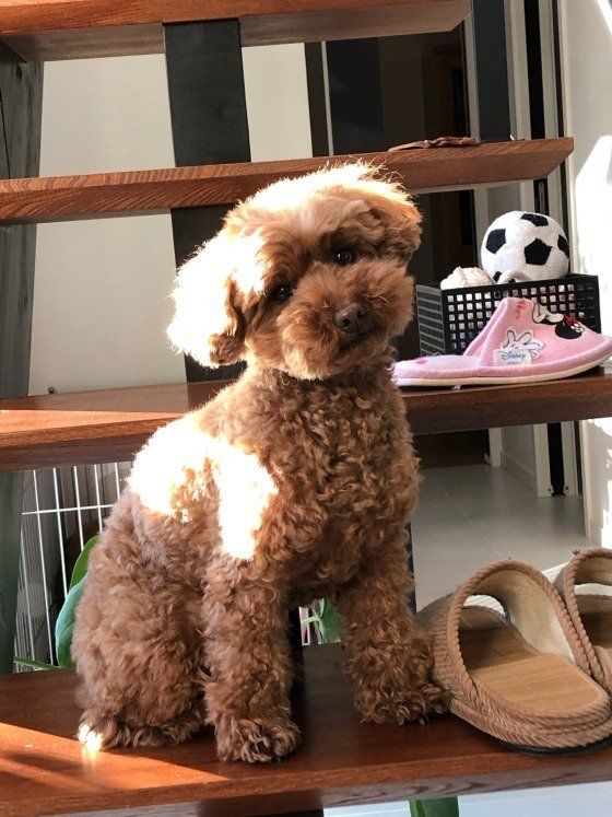 首をかしげるプードル