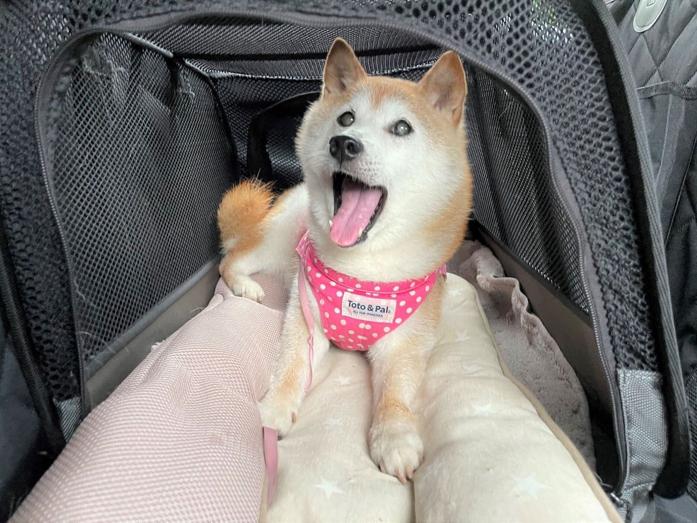 お散歩帰りに キュンキュン 鳴くのはなぜ 柴犬かぼすちゃんと暮らして12年半 そばにいて思うこと いぬのきもちweb Magazine お散歩帰りに キュンキュン 鳴くのはなぜ 柴犬かぼすちゃんと暮らして12年半 そばにいて思うこと いぬのきもちweb Magazine