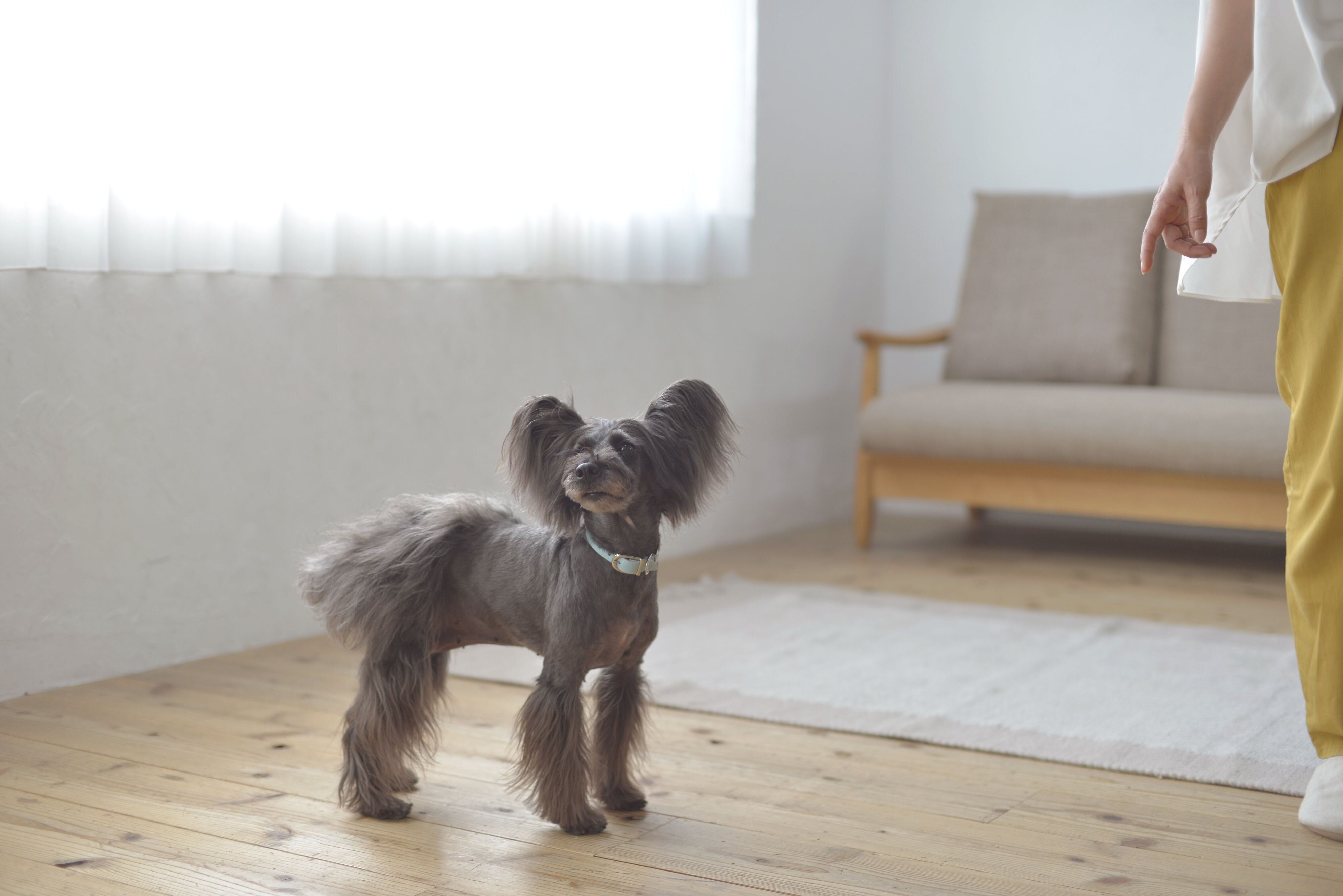 チャイムが鳴っても吠えずにいらえたら｢我慢できてえらい！」とすぐにほめましょう。