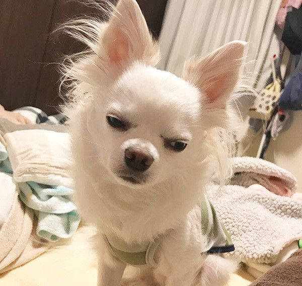 落ち込むチワワ