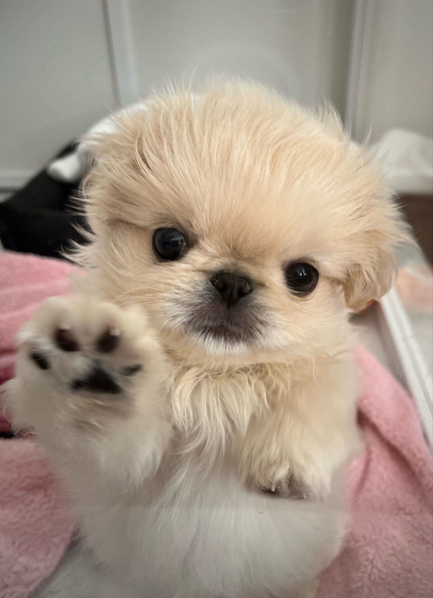 肉球もかわいい　子犬時代のわた坊くん