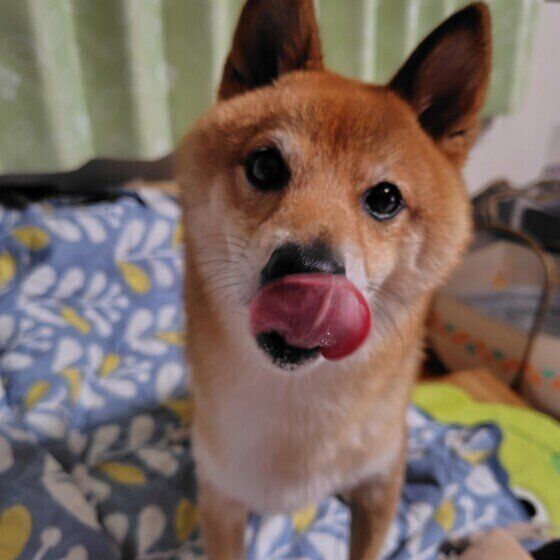 犬の早食い防止食器の使い方と注意点  犬が食べにくい食器はどんなアイテム？ いぬのきもち