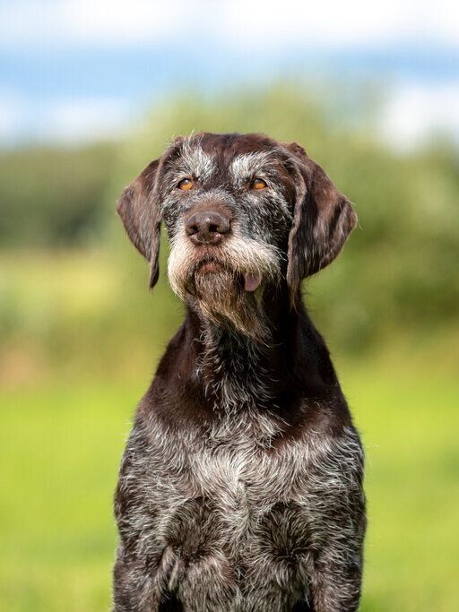 ジャーマン・ワイヤーへヤード・ポインター