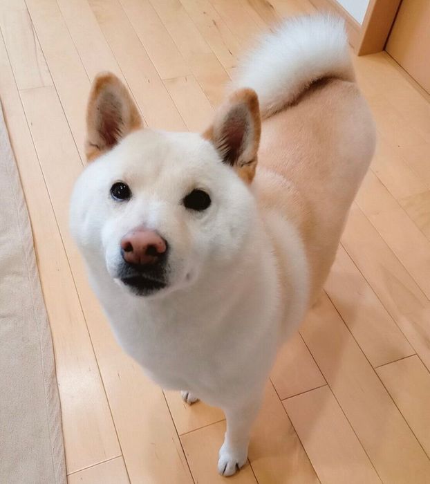 見つめるしろ子ちゃん