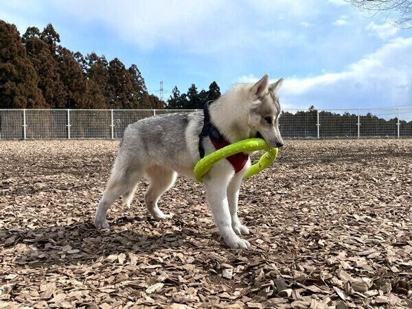 怪しい動きをするいちみちゃん