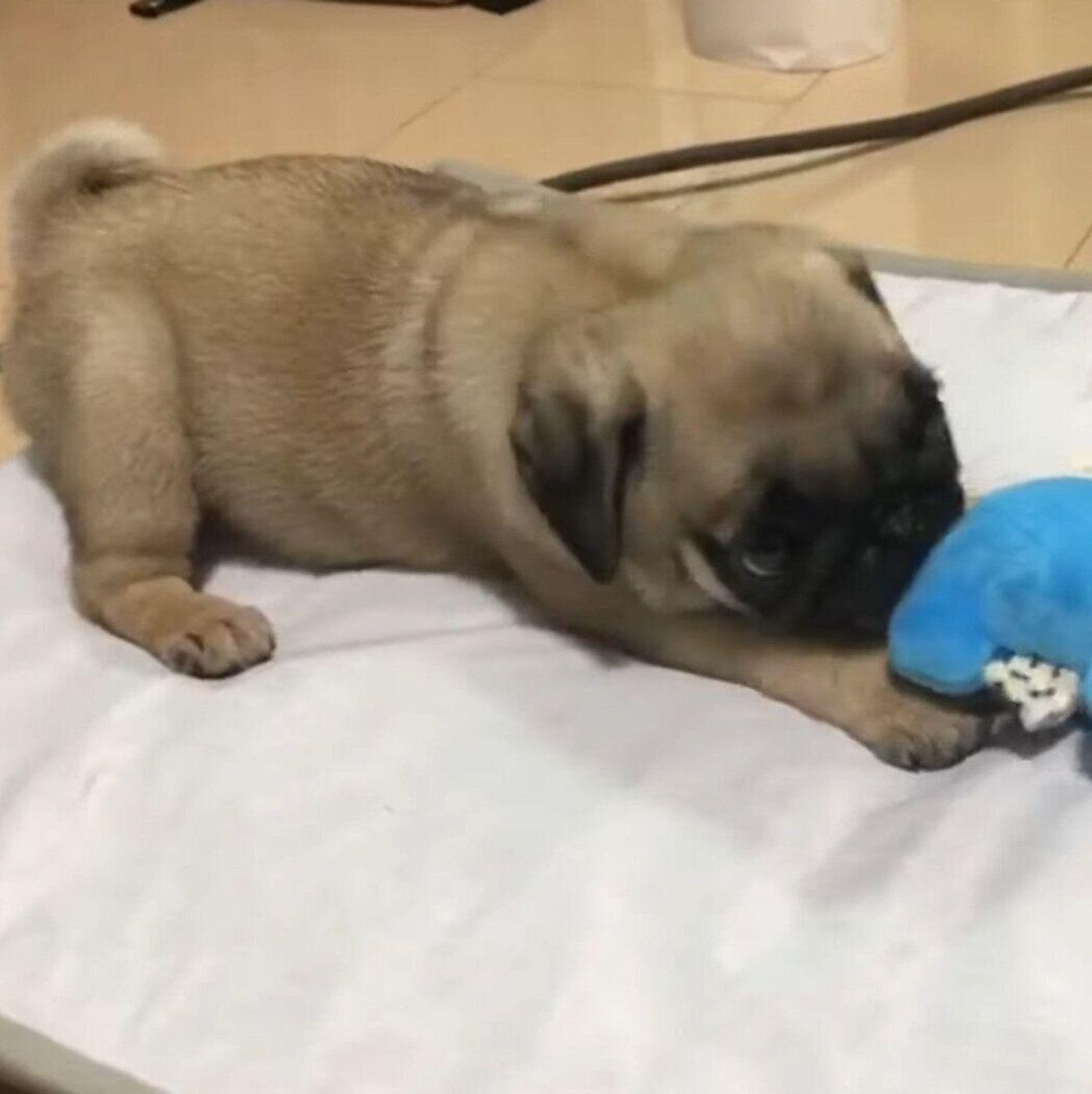 ムチムチ感がたまらない 夢中になって遊ぶ子犬時代のパグが愛しい いぬのきもちweb Magazine ムチムチ感がたまらない 夢中になって遊ぶ子犬時代のパグが愛しい いぬのきもちweb Magazine