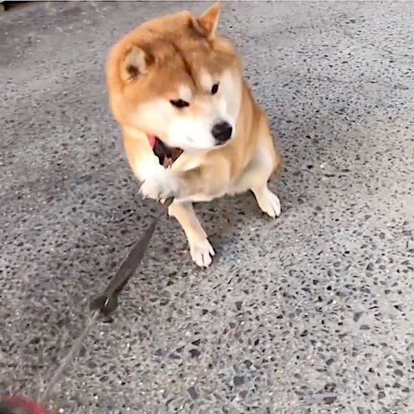 駄々っ子ワンコ