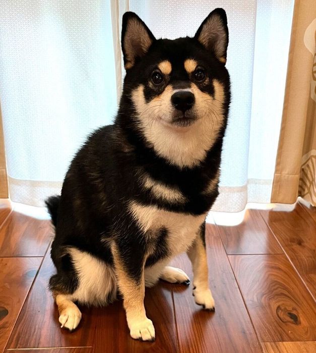 3才になったおはぎちゃん