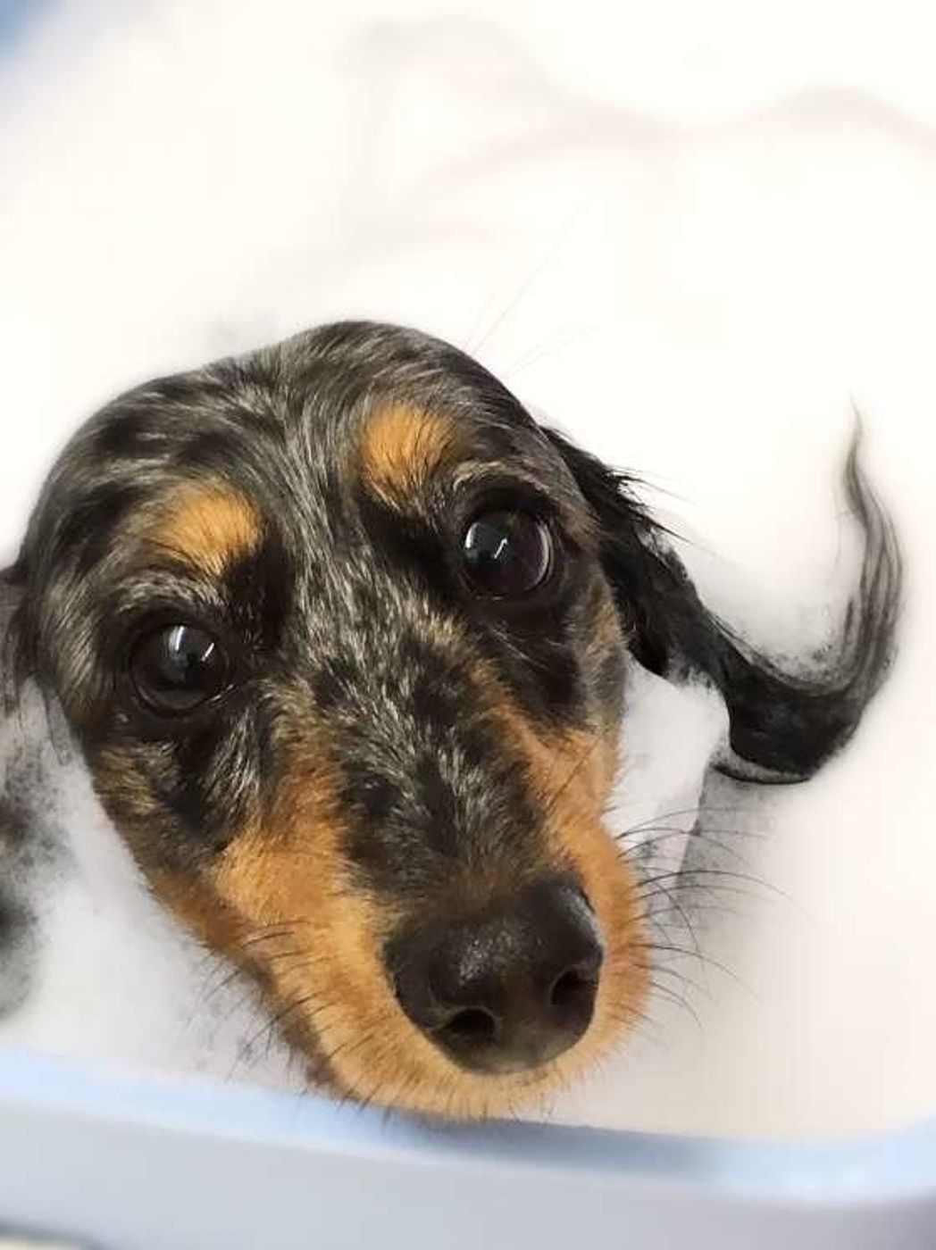 お風呂の頻度は シャワーの温度は人と同じ 愛犬のお風呂の素朴な疑問 いぬのきもちweb Magazine お風呂の頻度は シャワーの温度は人と同じ 愛犬のお風呂の素朴な疑問 いぬのきもちweb Magazine