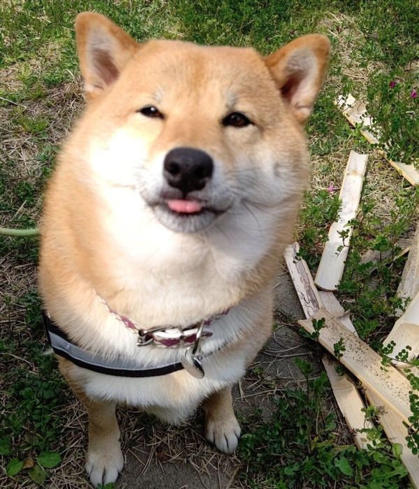 角刈りに見えるオルカちゃん