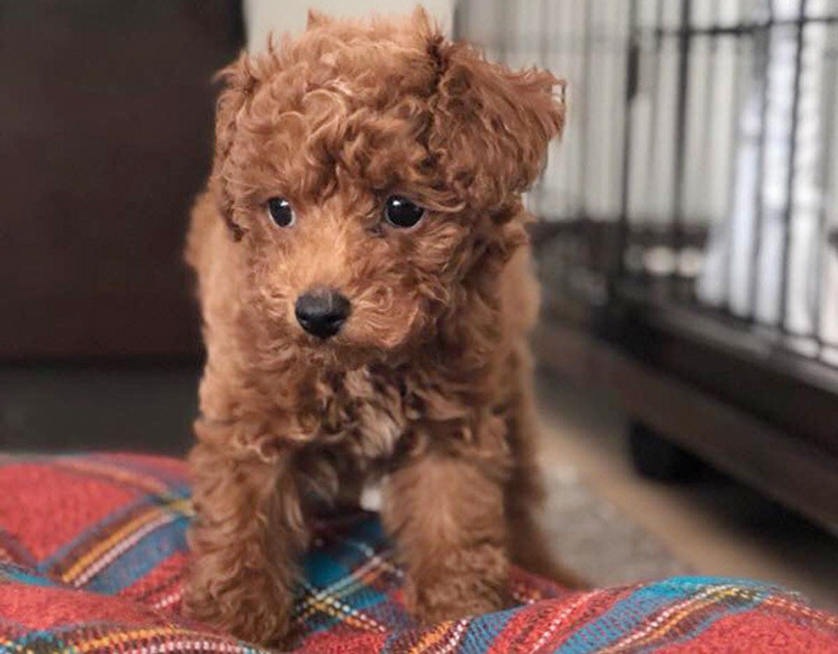 飼い主さんがやりがちな ダメしつけ 4選 愛犬の問題行動の引き金にも いぬのきもちweb Magazine 飼い主さんがやりがちな ダメしつけ 4選 愛犬の問題行動の引き金にも いぬのきもちweb Magazine