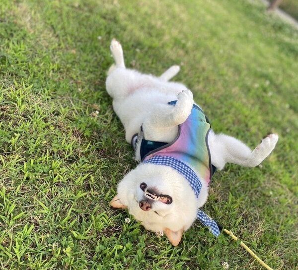 ヘソ天するごん太くん