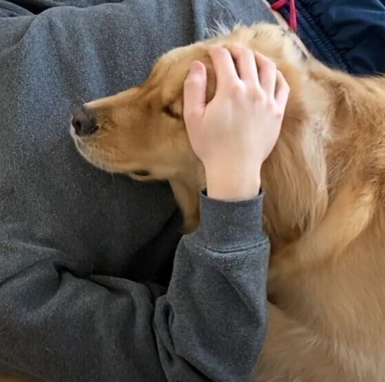 くつろぐゴールデン・レトリーバー