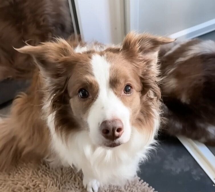 ママさんに報告したリーリエちゃん