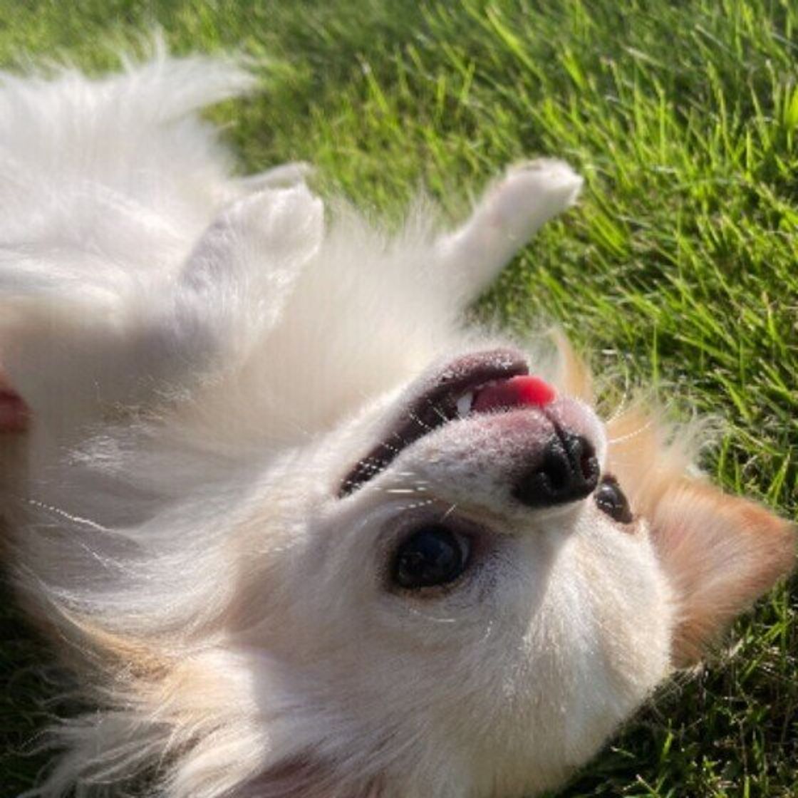 犬がゴロ ンとおなかを見せるのはどうして 3つの理由とは いぬのきもちweb Magazine 犬がゴロ ンとおなかを見せるのはどうして 3つの理由とは いぬのきもちweb Magazine