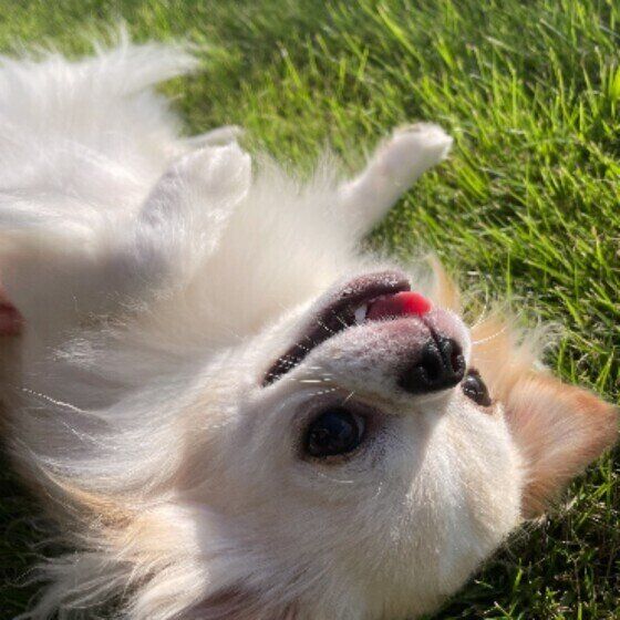 チワワのアトムちゃん