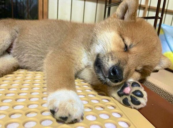 気持ちよさそうに眠る虎太郎くん