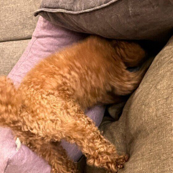 ホリホリするトイプーのMocoちゃん