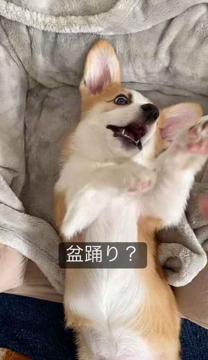 盆踊りを踊っているようなバージョンもかわいいトニくん