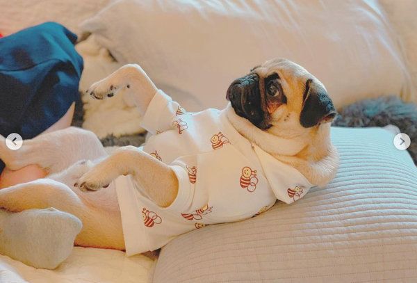 腹筋をするパグ