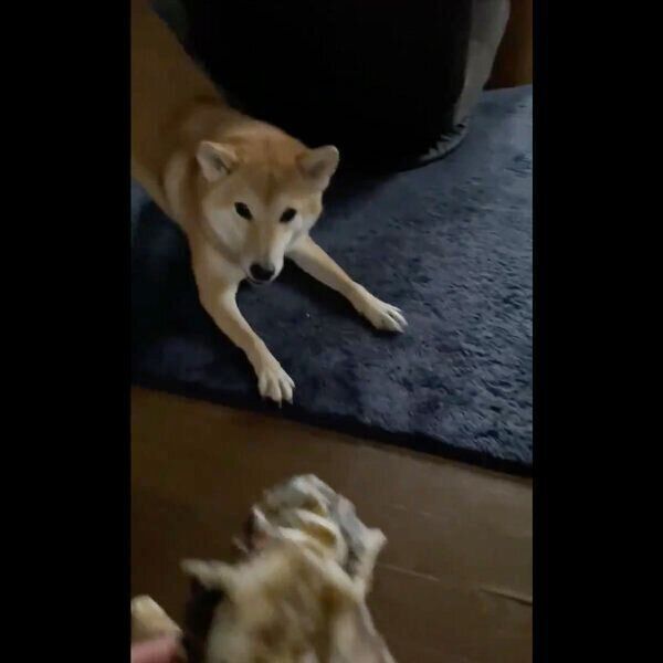 牡蠣に警戒するももちゃん