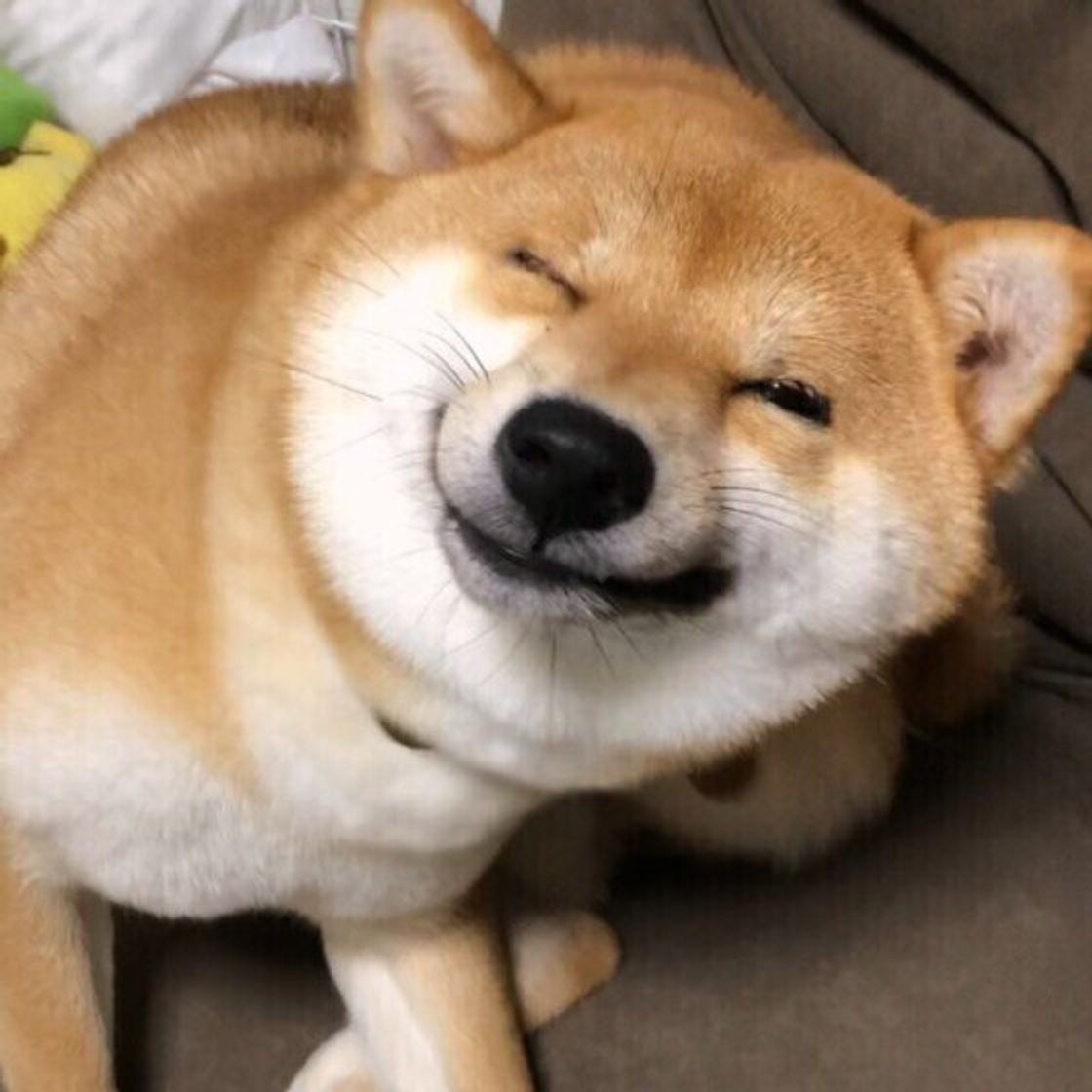 犬が 体をかく 理由とは 病的な原因のほかに考えられること 獣医師解説 いぬのきもちweb Magazine 犬が 体をかく 理由とは 病的な原因のほかに考えられること 獣医師解説 いぬのきもちweb Magazine