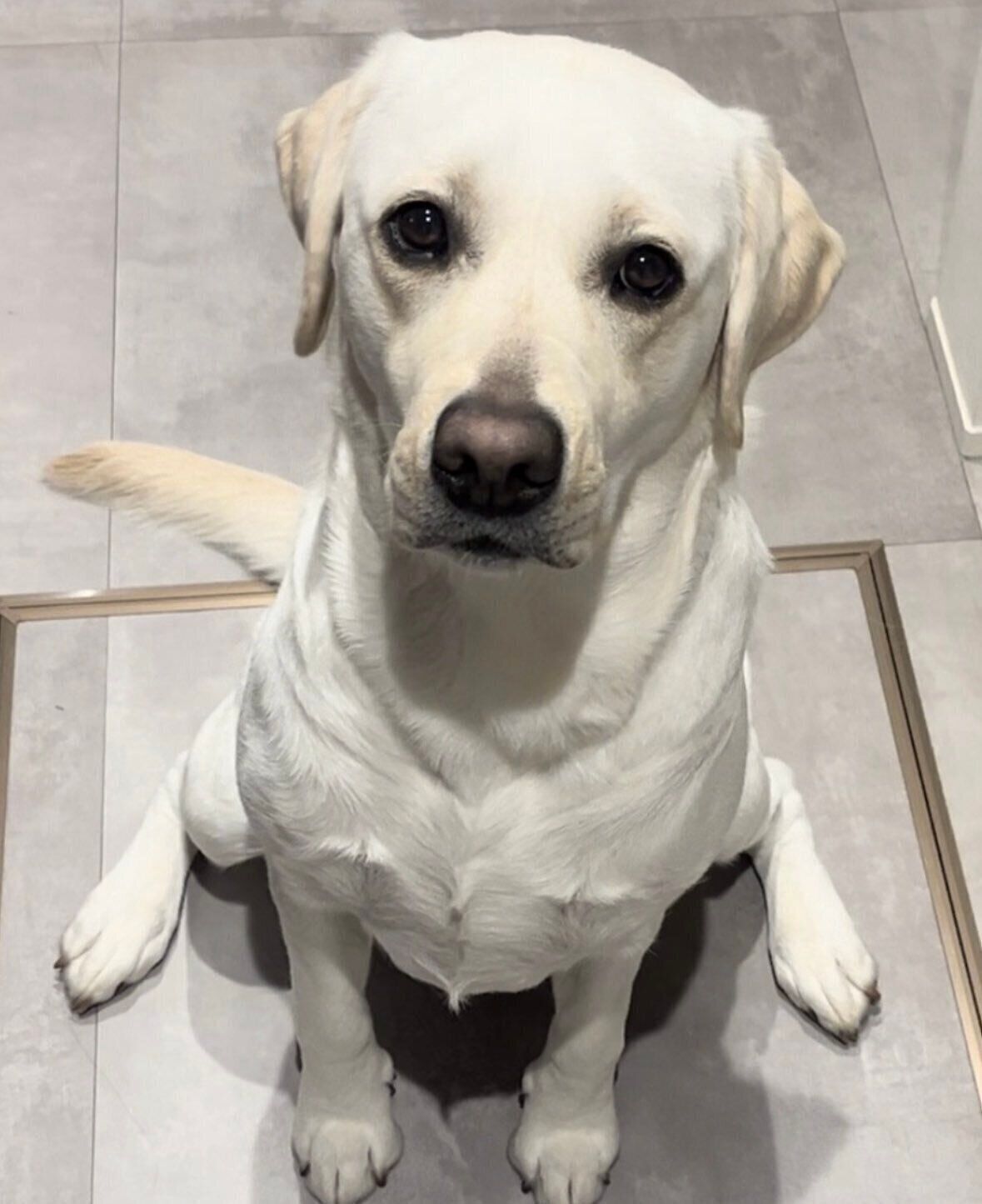 見つめるれもんちゃん