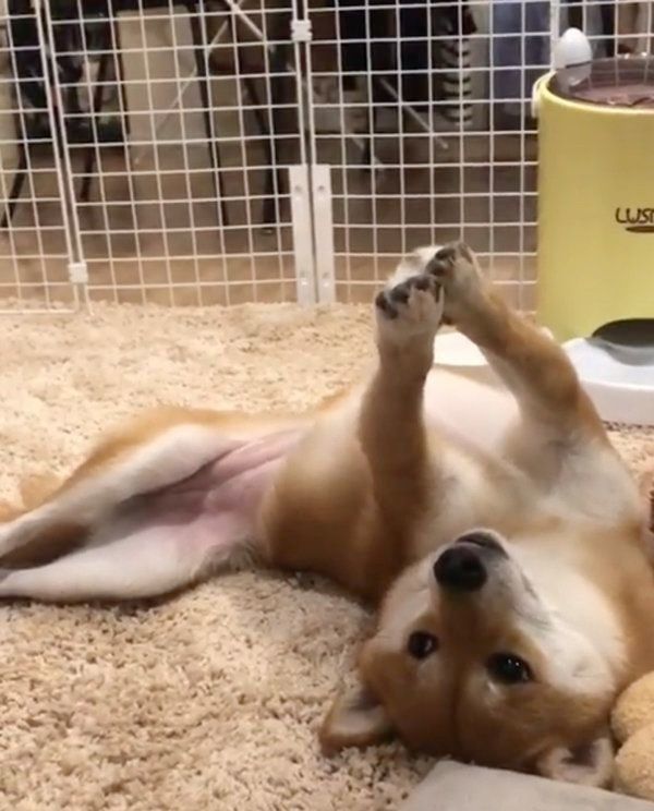 かわいいポーズをする豆柴