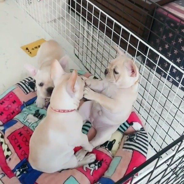 リブちゃん、ラブちゃんの顔をなでなでするツブちゃん