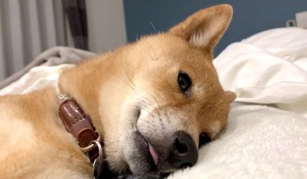 寝ぼける豆柴・カンナくん