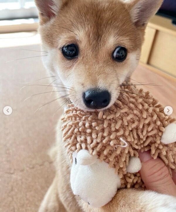 おもちゃで遊ぶアジちゃん