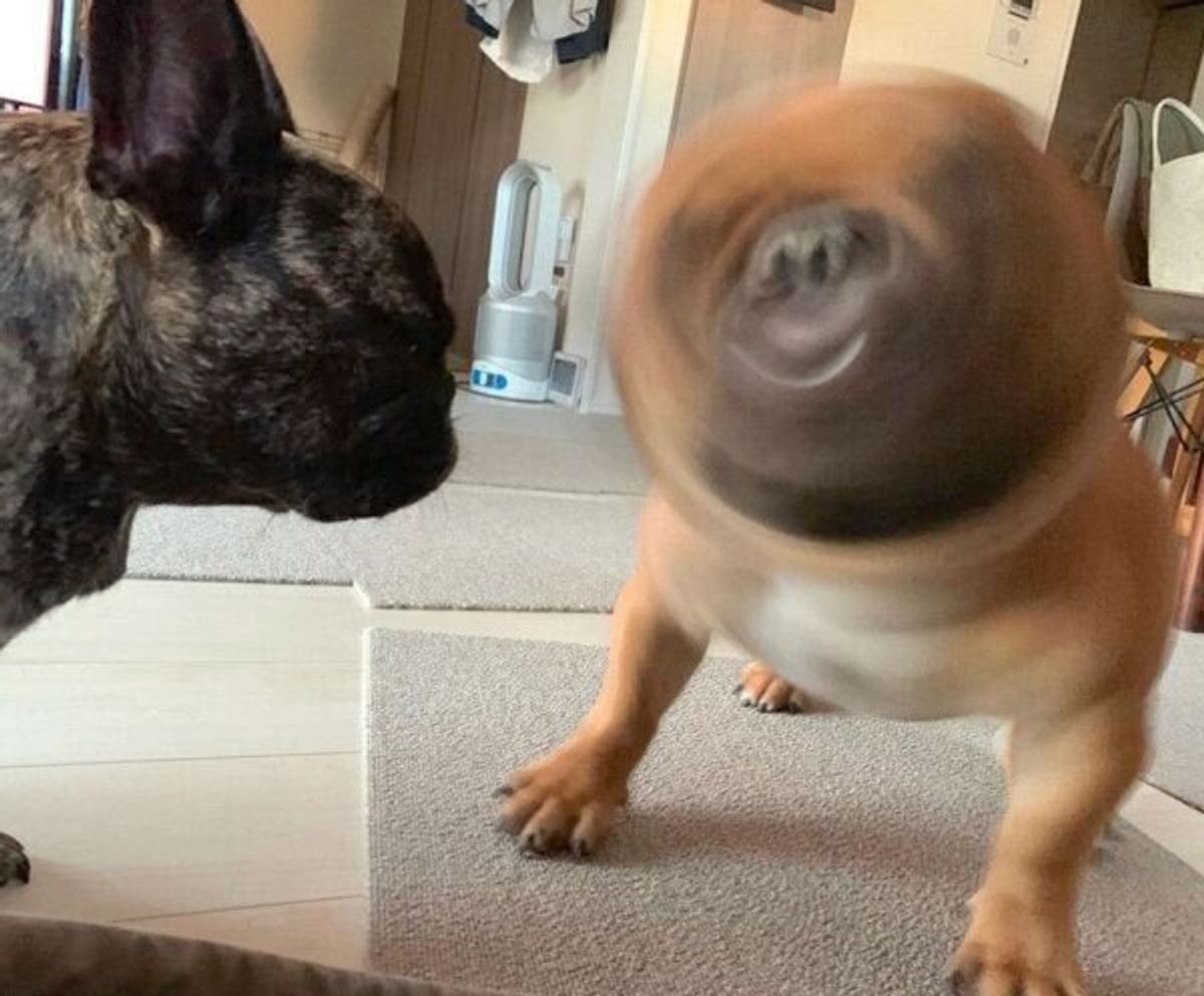 鼻のブレなさがスゴい 笑いの神が降臨した見事な ブヒドリル が最高すぎた いぬのきもちweb Magazine 鼻のブレなさがスゴい 笑いの神が降臨した見事な ブヒドリル が最高すぎた いぬのきもちweb Magazine