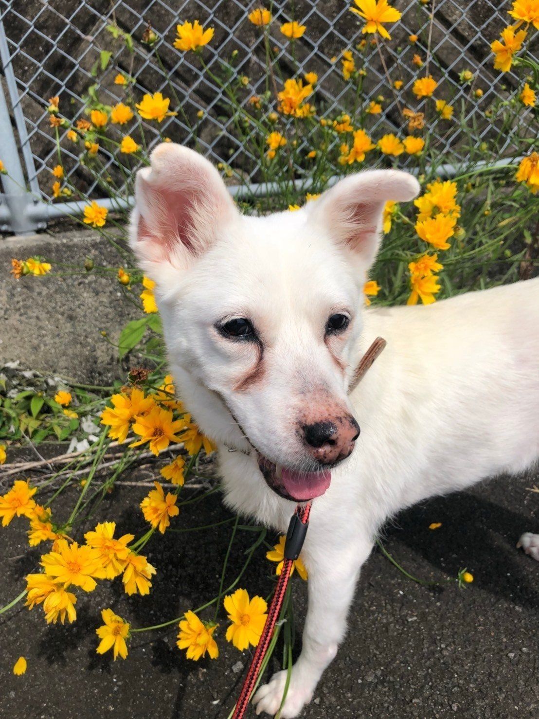 おばあちゃん犬がやってきた