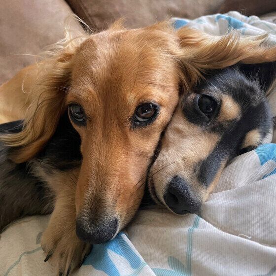 ダックスフンドの禰豆子ちゃんたち♪