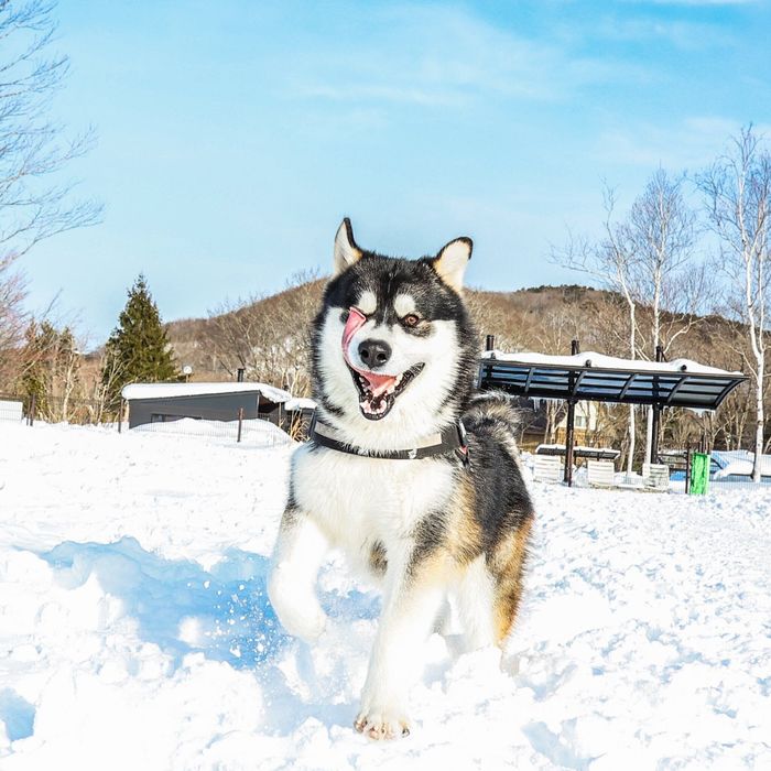 雪の中で遊ぶライトくん