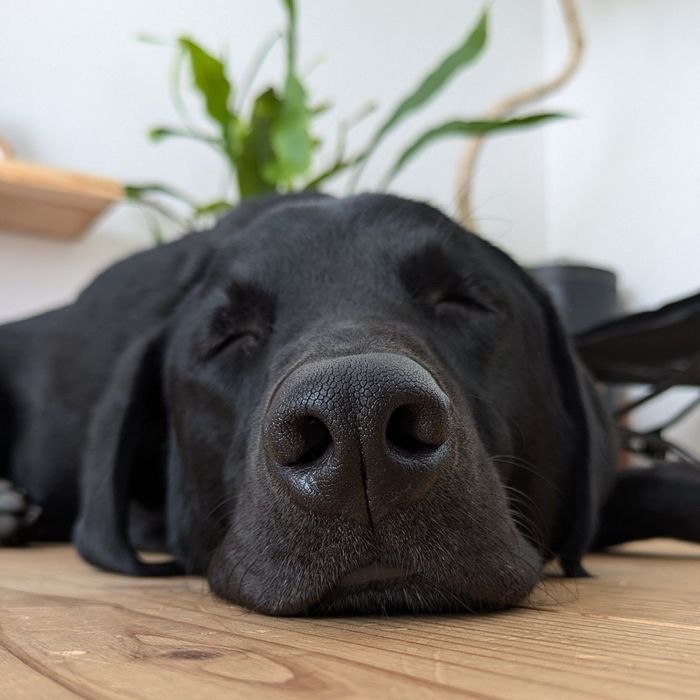 この日、ペプシくんはたくさん遊んで眠ってしまったそう