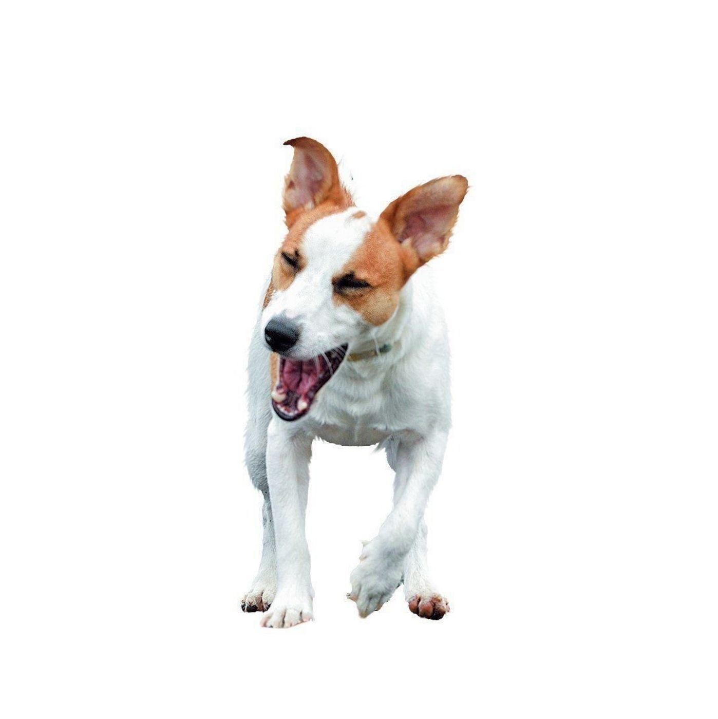 車酔いする愛犬をラクにしたい 実はトレーニングで改善できる いぬのきもちweb Magazine 車酔いする愛犬をラクにしたい 実はトレーニングで改善できる いぬのきもちweb Magazine
