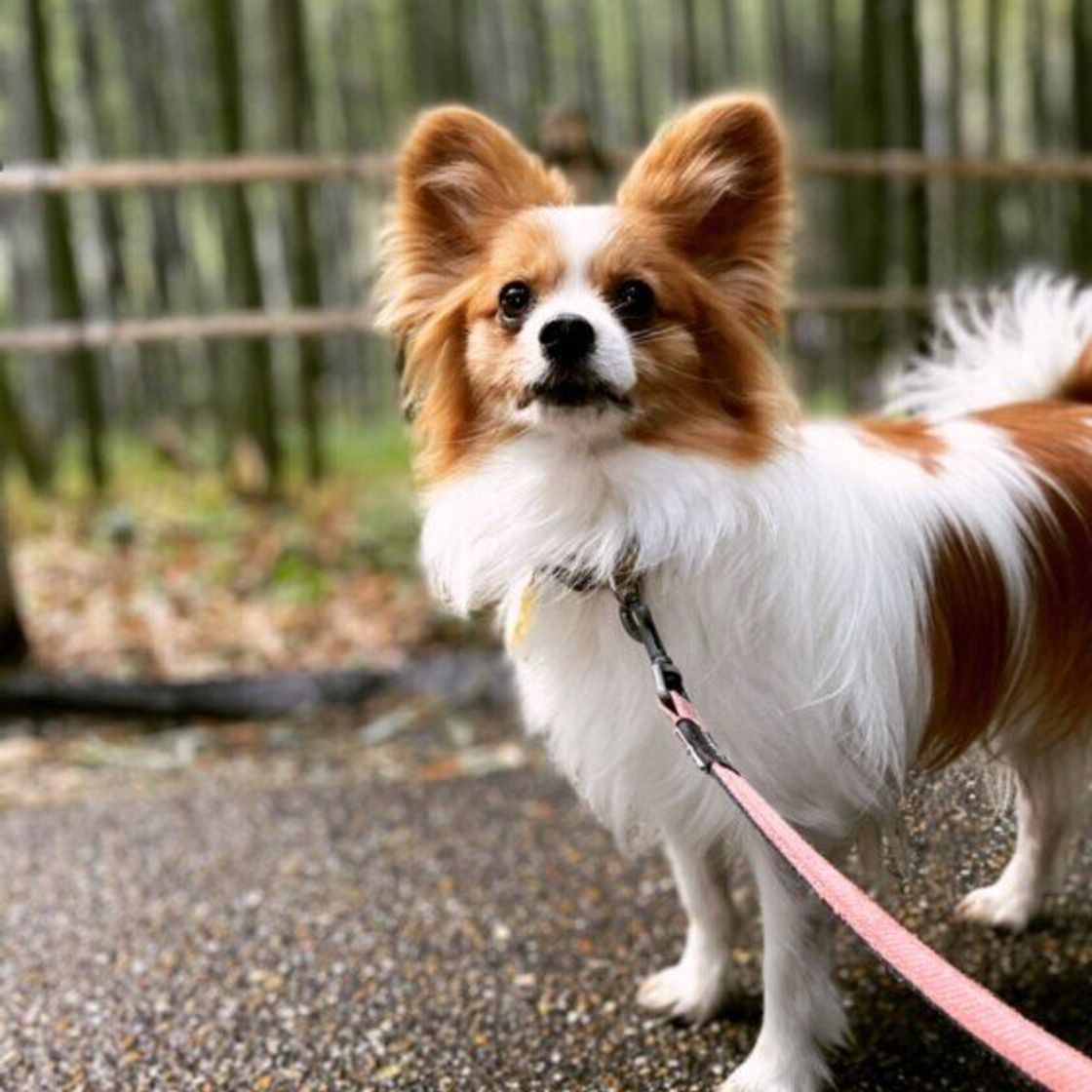 獣医師監修 犬にたけのこを与えるときは注意が必要 与えるメリットとデメリットを解説 いぬのきもちweb Magazine 獣医師監修 犬にたけのこを与えるときは注意が必要 与えるメリットとデメリットを解説 いぬのきもちweb Magazine