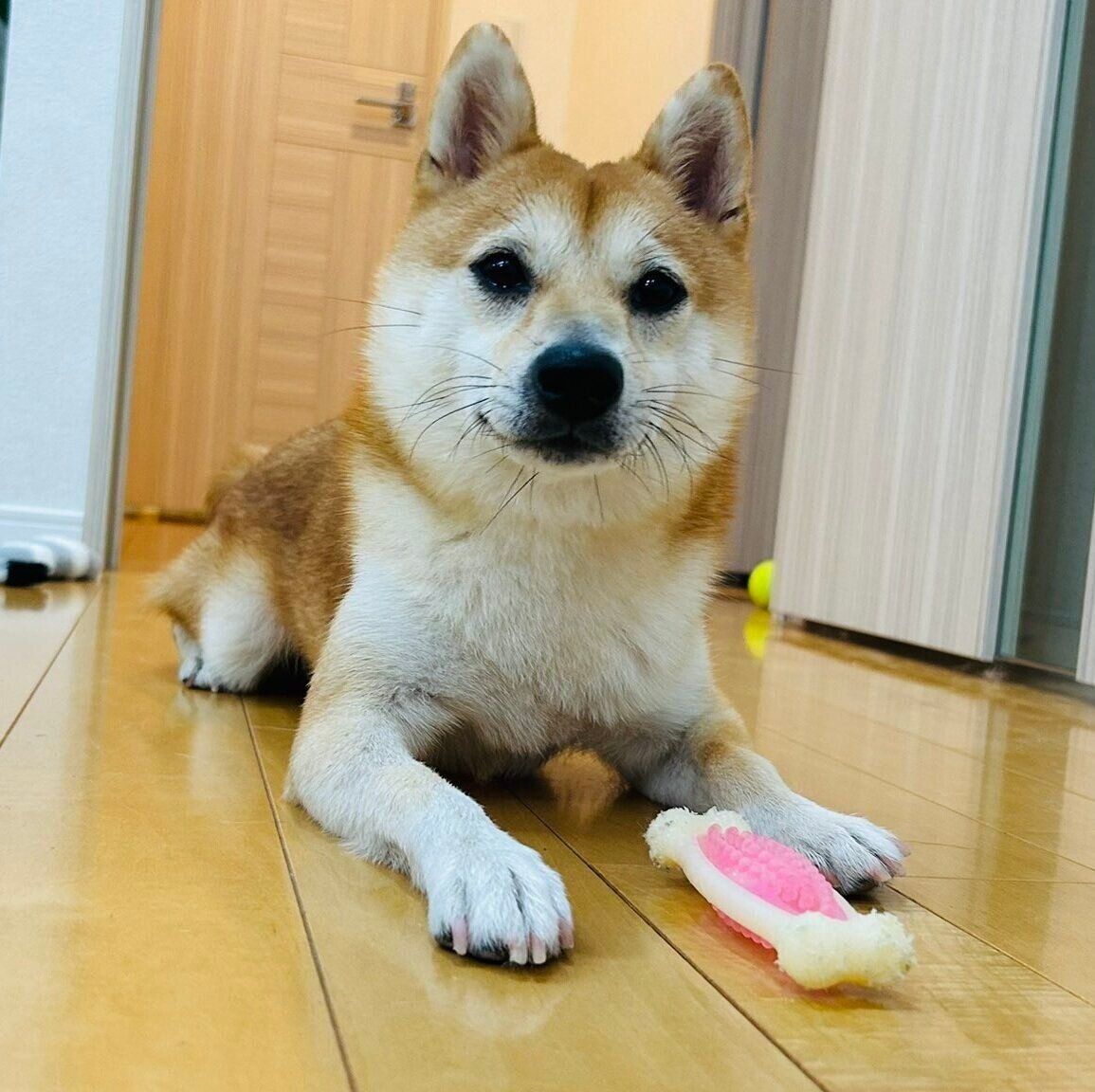 ふだんのもにくん　とってもかわいい柴犬です