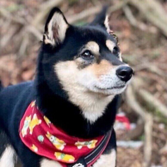 山登り中の柴犬おすしちゃん