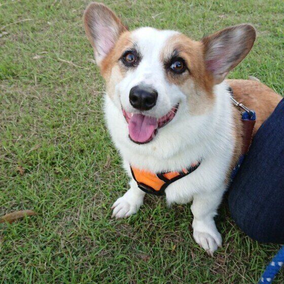 ウェルシュ・コーギー・ペンブローク　ハチくん