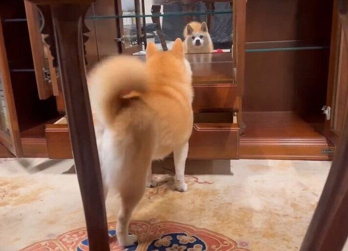 鏡に映る自分を見て驚くコンちゃん