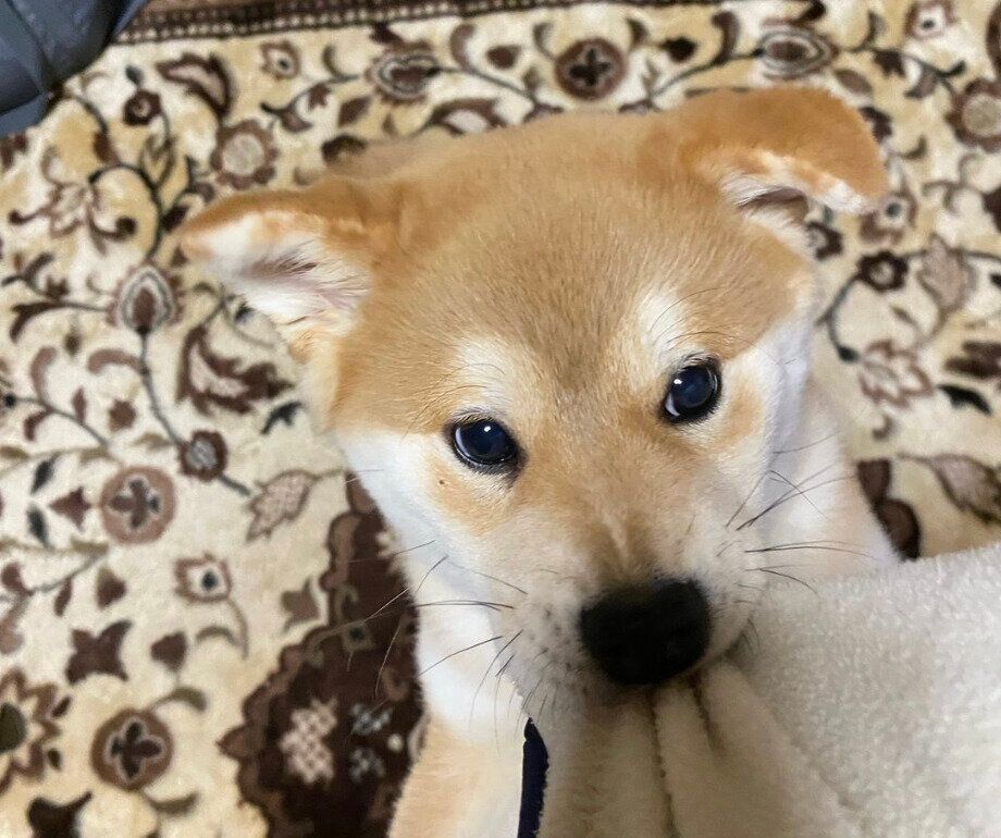 やんちゃっぷりを発揮するてんくん