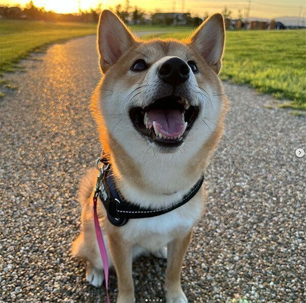 散歩するはじめくん