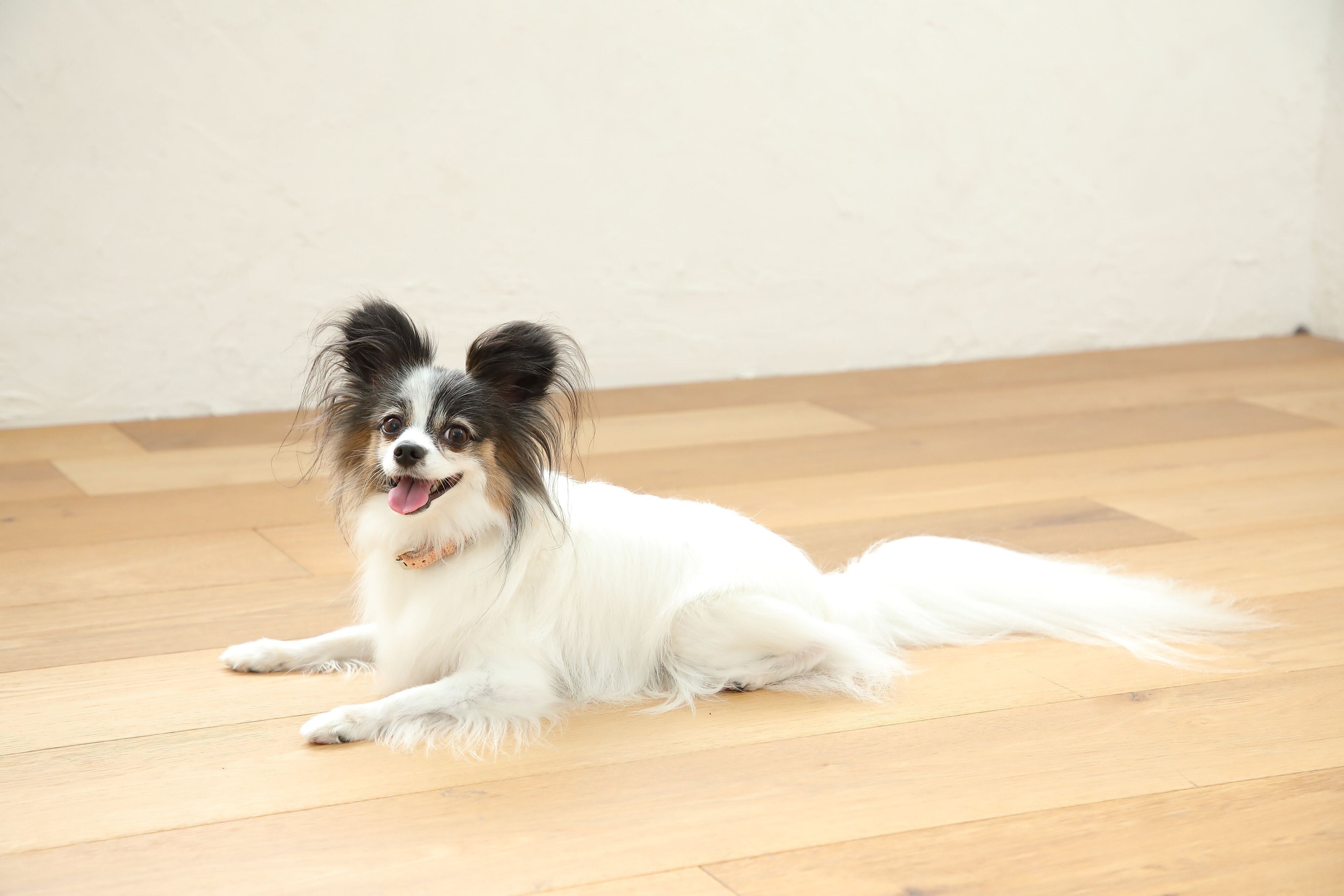 自発的なフセはイイコアピール？