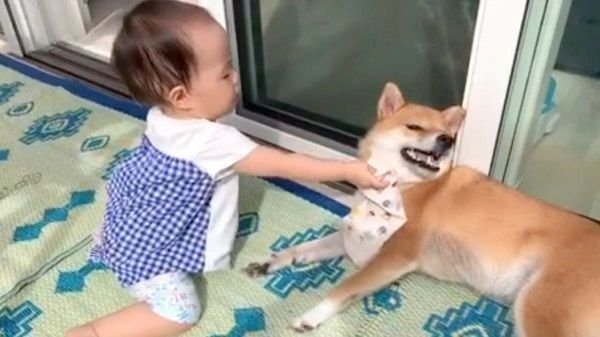 女の子に「どーぞ」される柴犬