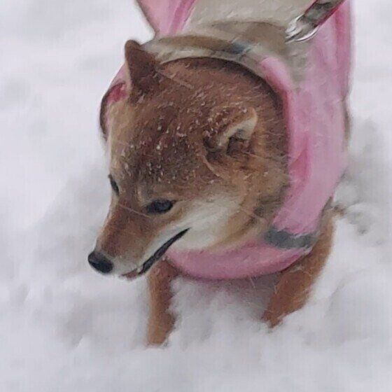 柴のきなこちゃん