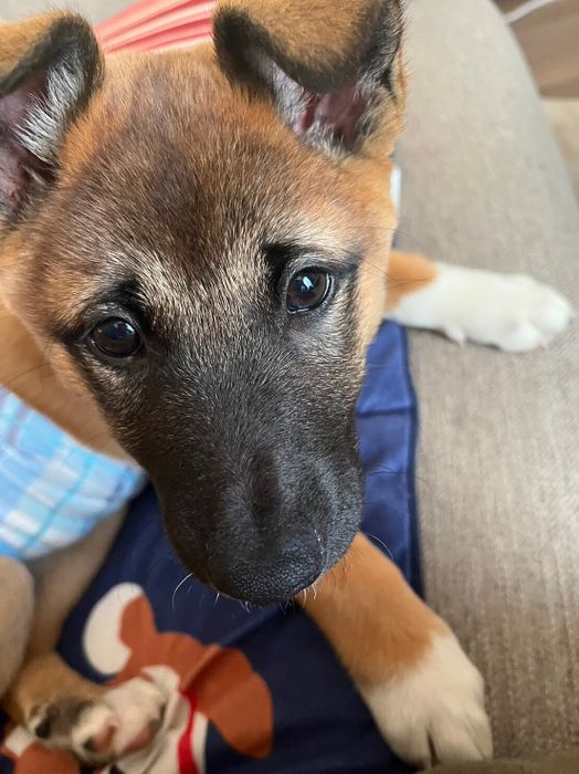 生後2カ月半の元保護犬